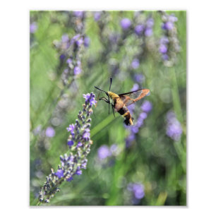 Hummingbird Clearwing Moth i Lavender Fält Fototryck