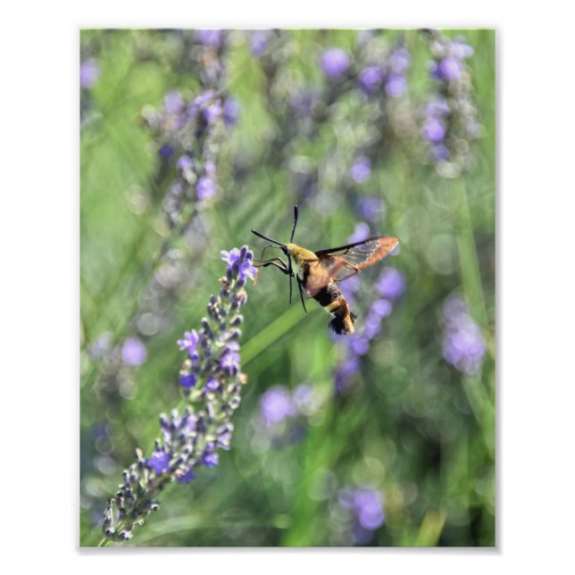 Hummingbird Clearwing Moth i Lavender Fält Fototryck (Framsidan)