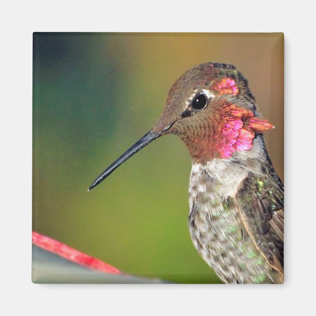 Hummingbird Close Magnet (Framsidan)