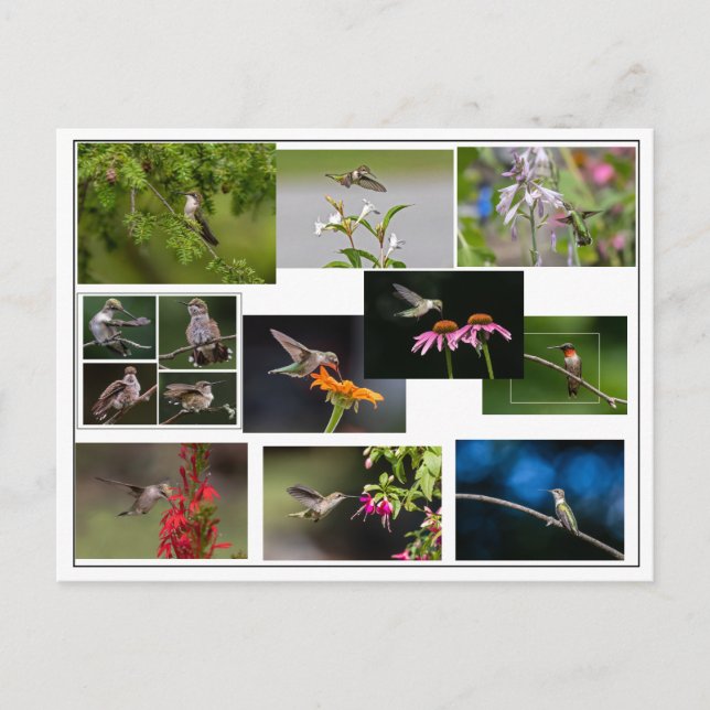 Hummingbird Collage Vykort (Framsida)