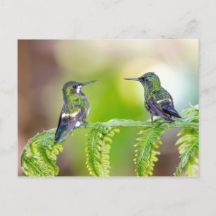Hummingbird Couple på Löv Vykort