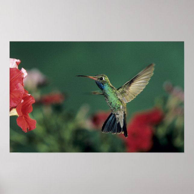 Hummingbird, Cynanthus Poster (Framsidan)