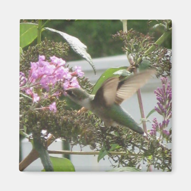 Hummingbird Dance Magnet (Framsidan)