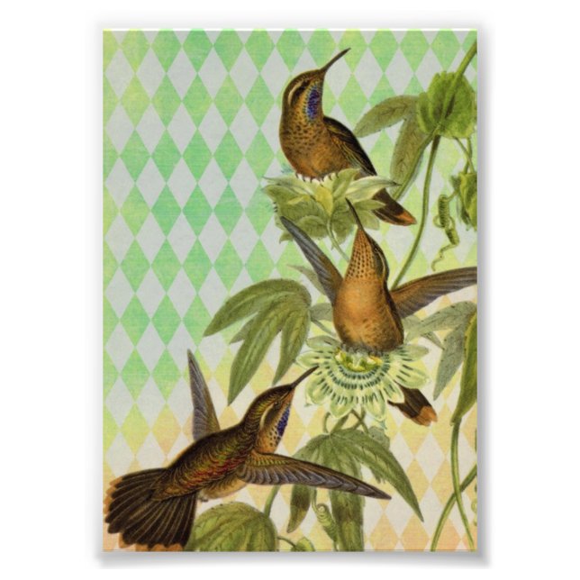 Hummingbird Digital Art Fototryck (Framsidan)