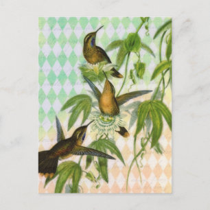 Hummingbird Digital Art Vykort