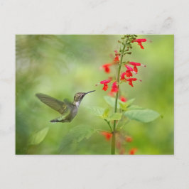 Hummingbird Dream Garden Vykort
