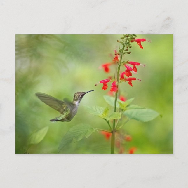 Hummingbird Dream Garden Vykort (Framsida)