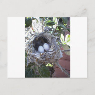 Hummingbird Eggs Vykort