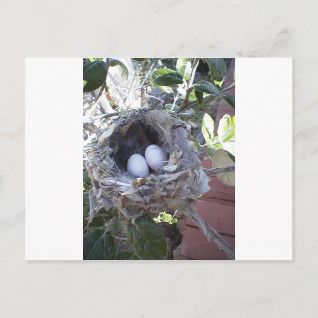 Hummingbird Eggs Vykort (Framsida)