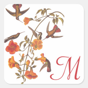 Hummingbird Family med Blommar Trumpet Vine Fyrkantigt Klistermärke