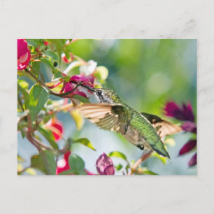 Hummingbird Fast Food Vykort