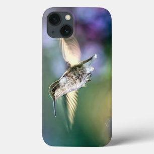 Hummingbird Flies