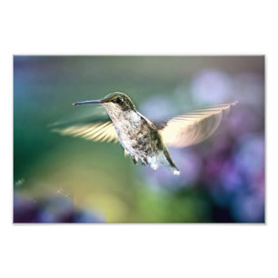 Hummingbird Flies Fototryck