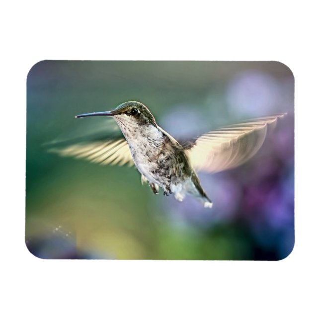 Hummingbird Flies Magnet (Horisontell)