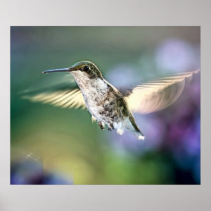 Hummingbird Flies Poster