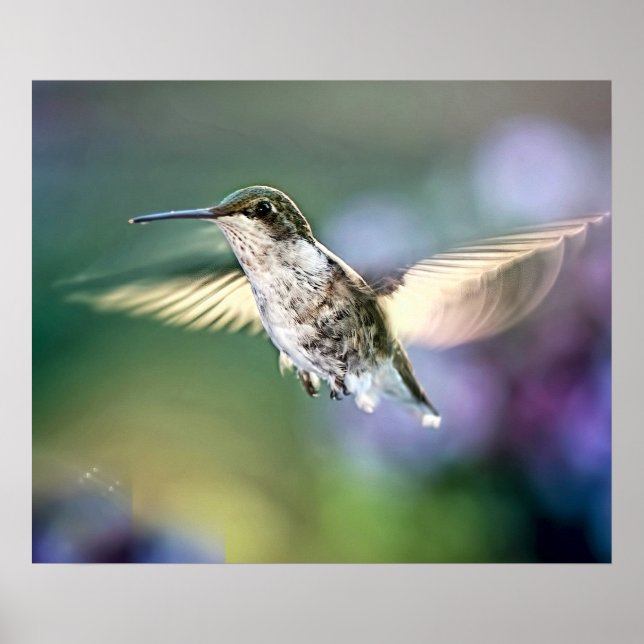 Hummingbird Flies Poster (Framsidan)