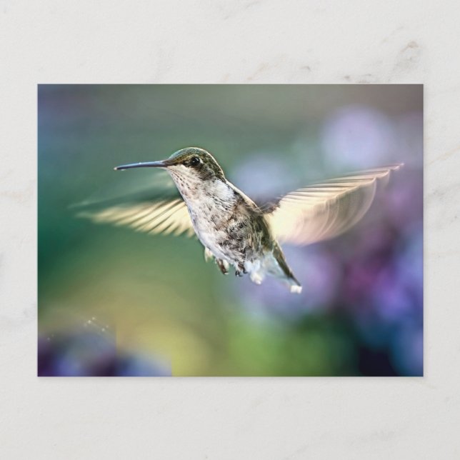 Hummingbird Flies Vykort (Framsida)