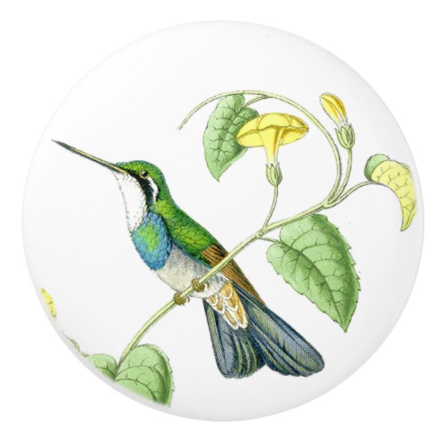Hummingbird Flower Blommigt Garden Knob Knopp (Framsidan)