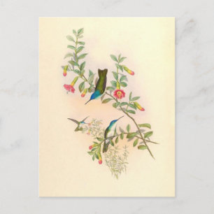 Hummingbird Flowers Blommigt Animals Wildlife Vykort