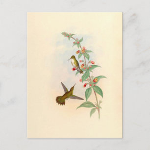 Hummingbird & Flowers Postcard Vykort