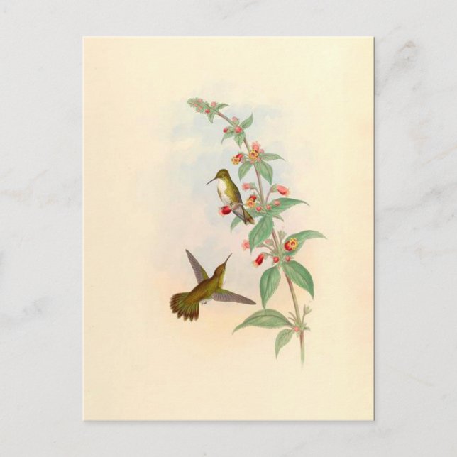 Hummingbird & Flowers Postcard Vykort (Framsida)