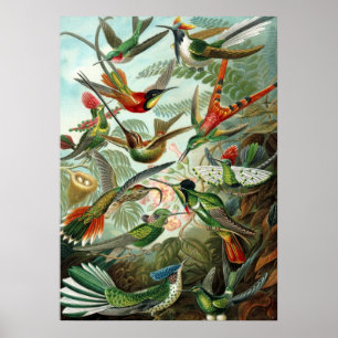 Hummingbird för affischErnst Haeckel Trochilidae Poster