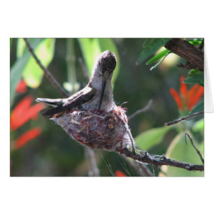 Hummingbird förbereder hennes bo hälsningskort