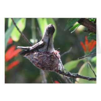 Hummingbird förbereder hennes bo hälsningskort