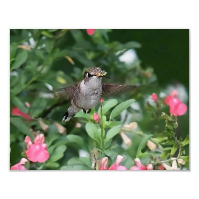 Hummingbird före blomning fototryck (Framsidan)