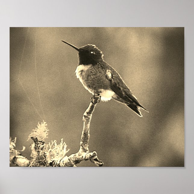 Hummingbird Fotography Sepia Wall decor Print Poster (Framsidan)