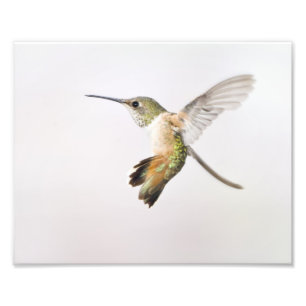 Hummingbird Fototryck