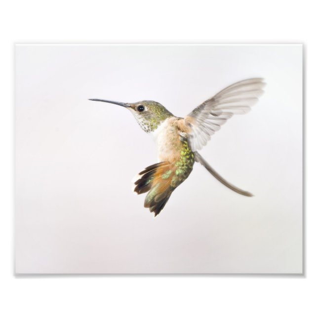 Hummingbird Fototryck (Framsidan)