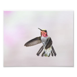Hummingbird Fototryck