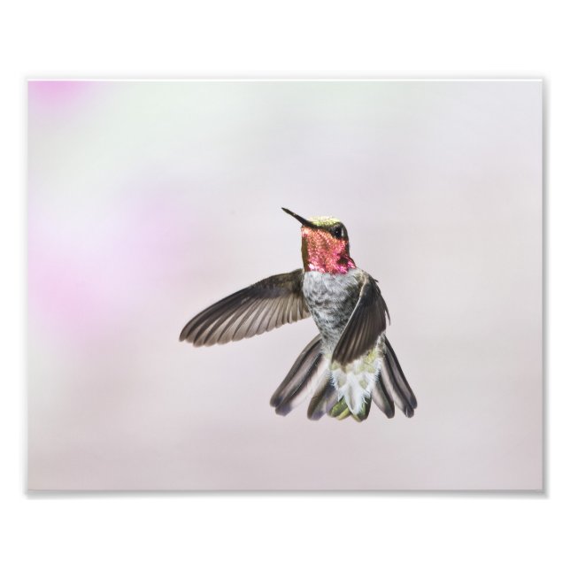 Hummingbird Fototryck (Framsidan)