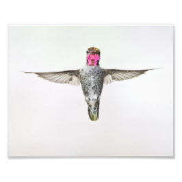 Hummingbird Fototryck