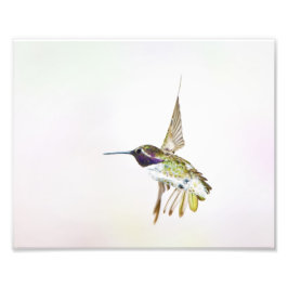 Hummingbird Fototryck