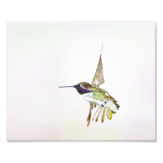 Hummingbird Fototryck
