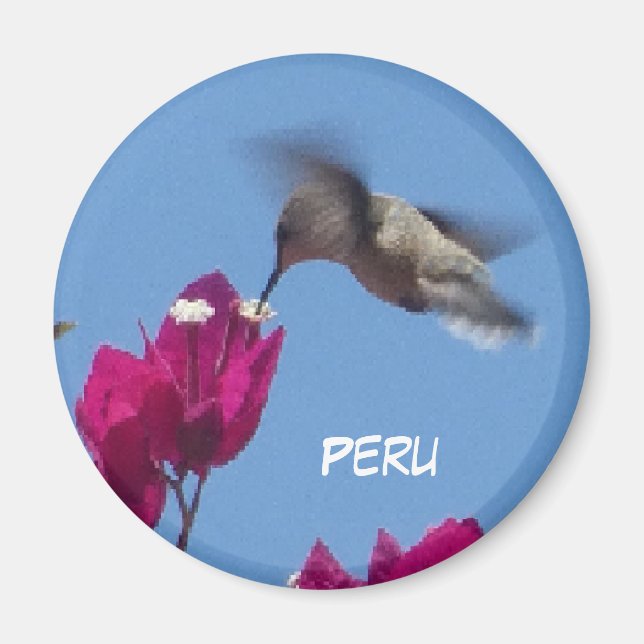 Hummingbird från Peru Magnet (Framsidan)