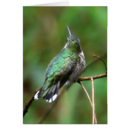 Hummingbird från sommaren hälsningskort