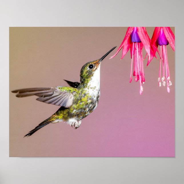 Hummingbird Fuchsia Nature Photo Poster (Framsidan)