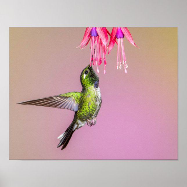 Hummingbird Fuchsia Photo Poster (Framsidan)
