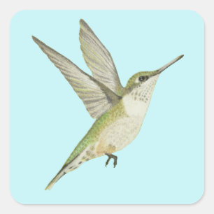 Hummingbird Fyrkantigt Klistermärke