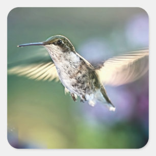Hummingbird Fyrkantigt Klistermärke