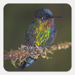 Hummingbird Fyrkantigt Klistermärke