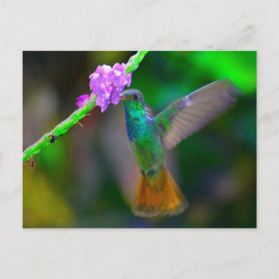 Hummingbird Garden Vykort
