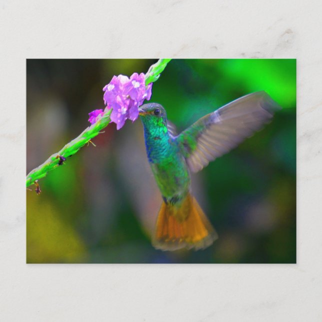 Hummingbird Garden Vykort (Framsida)