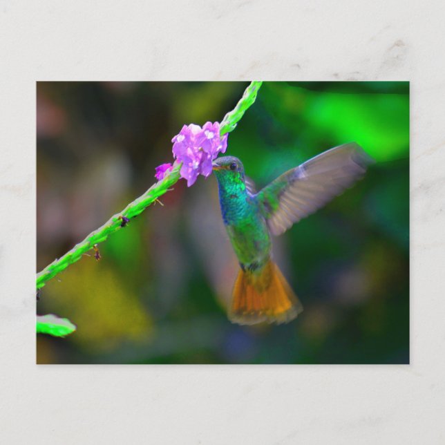 Hummingbird Garden Vykort (Framsida)