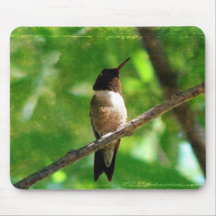 Hummingbird God Musmatta