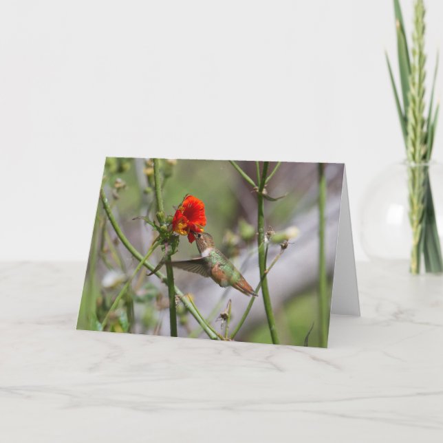 Hummingbird-gratulationskort Kort (Framsida)
