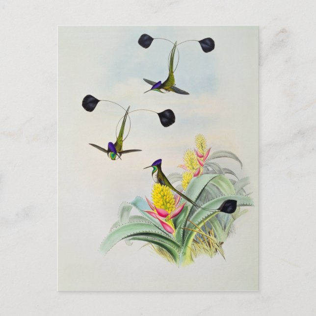 Hummingbird, graverad av Walter och Cohn Vykort (Framsida)